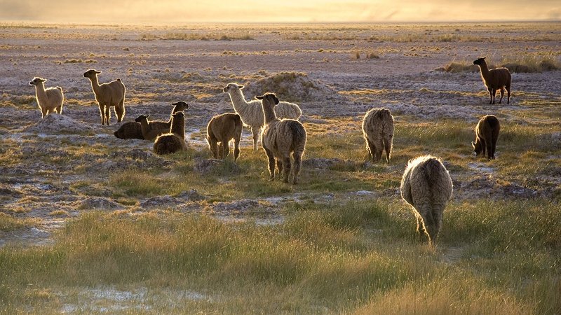 Lama Theme Preview Image