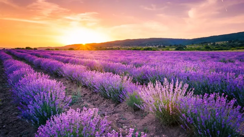 Lavender Theme Preview Image