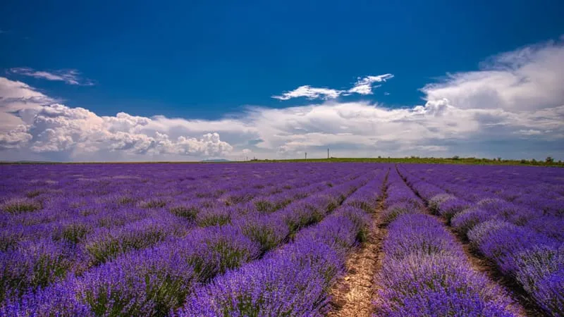 Lavender Theme Preview Image