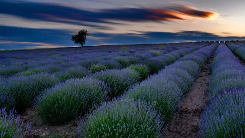 Lavender Theme Preview Image