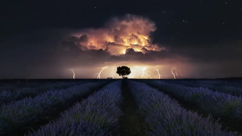 Lavender Theme Preview Image