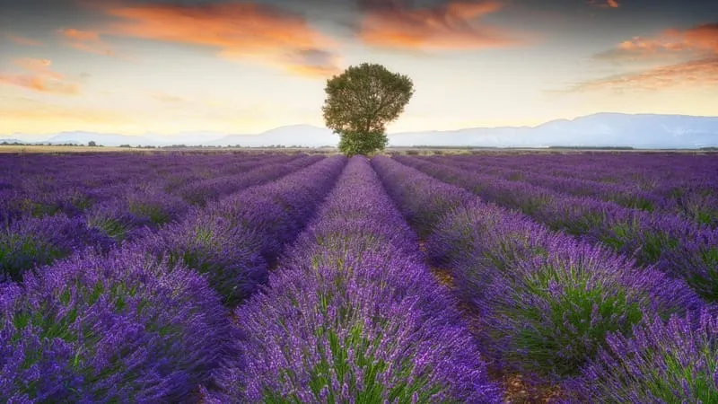 Lavender Theme Preview Image