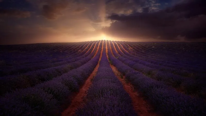 Lavender Theme Preview Image