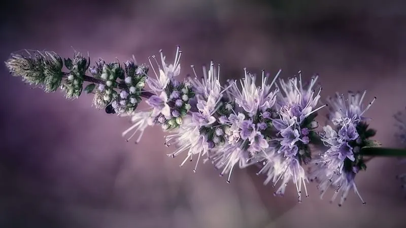 Lavender Theme Preview Image