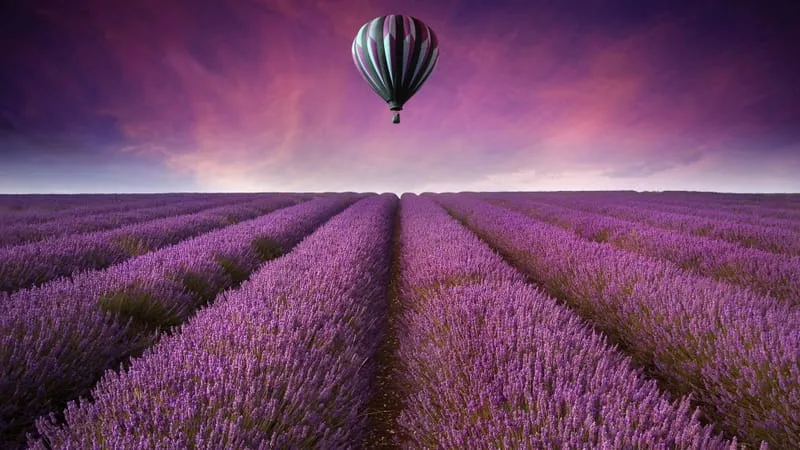 Lavender Theme Preview Image