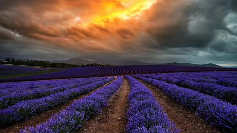 Lavender Theme Preview Image