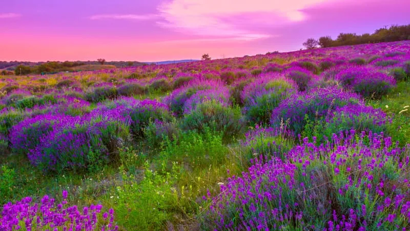 Lavender Theme Preview Image