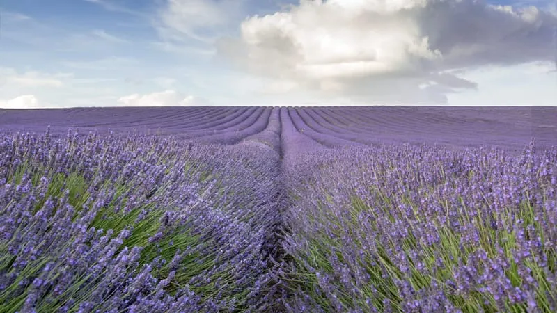 Lavender Theme Preview Image