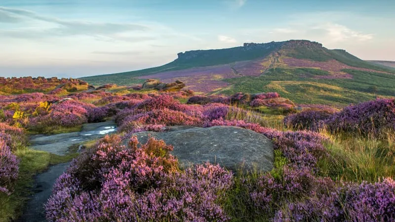 Lavender Theme Preview Image