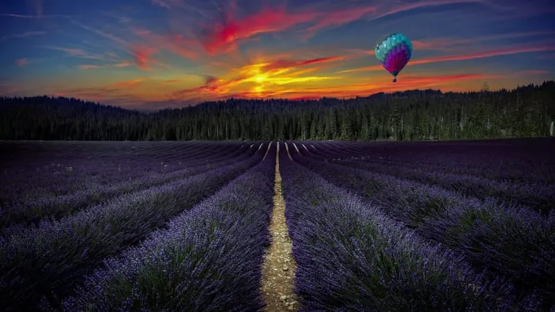 Lavender Theme Preview Image