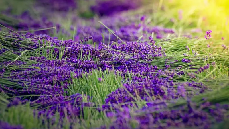 Lavender Theme Preview Image