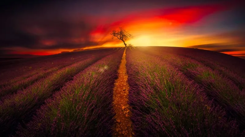 Lavender Theme Preview Image