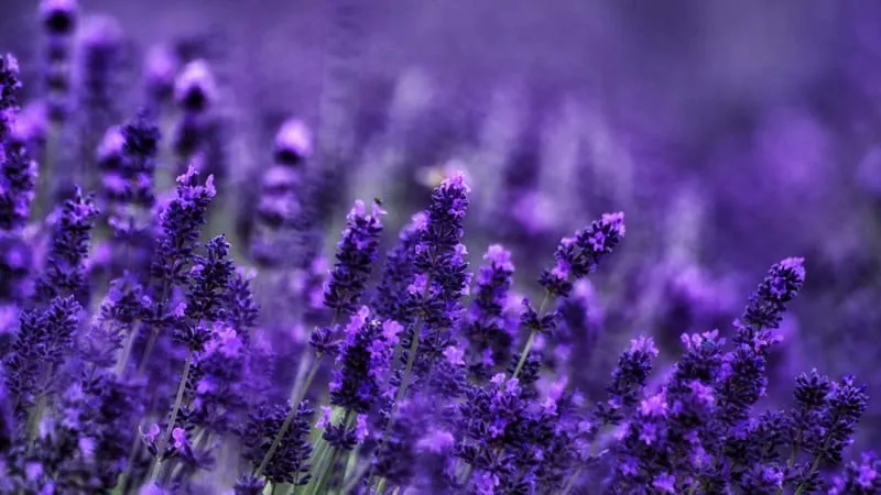 Lavender Theme Preview Image