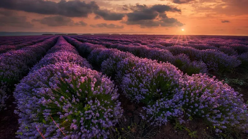 Lavender Theme Preview Image