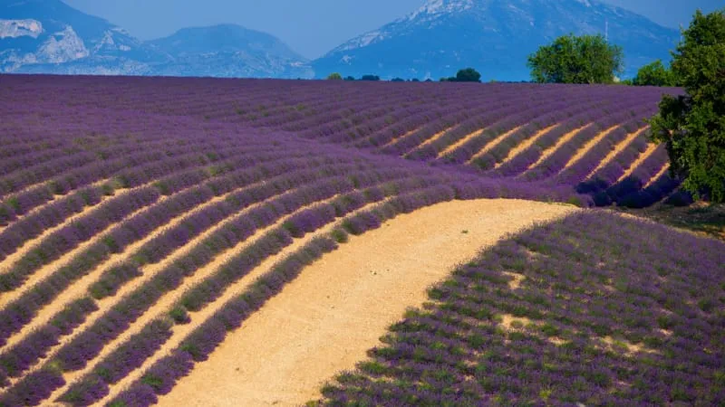 Lavender Theme Preview Image