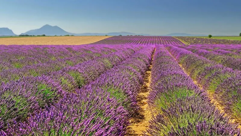 Lavender Theme Preview Image