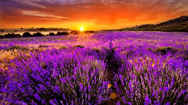 Lavender Theme Preview Image