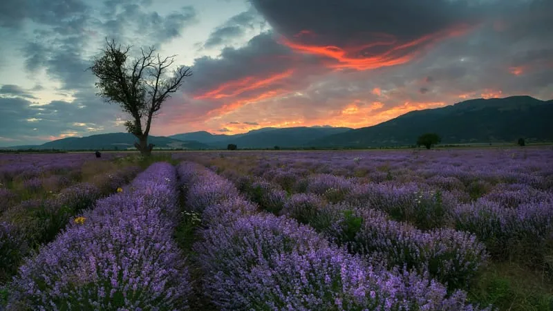 Lavender Theme Preview Image