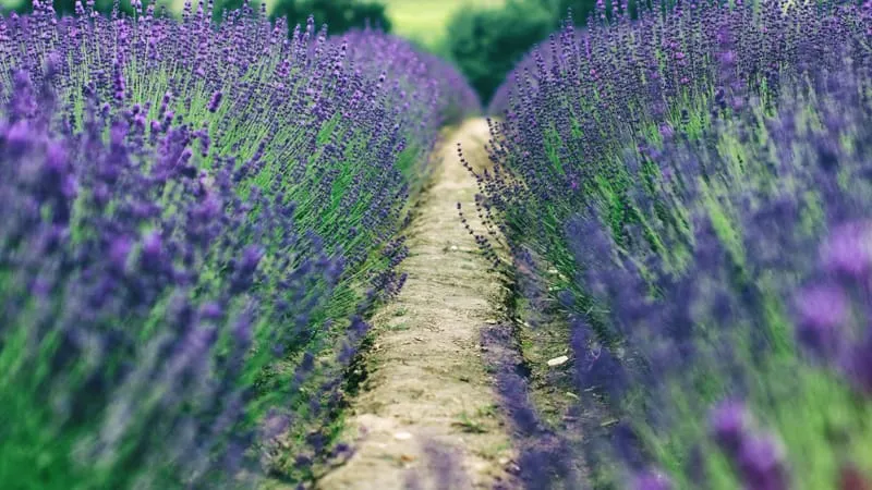 Lavender Theme Preview Image