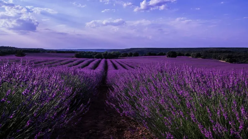 Lavender Theme Preview Image