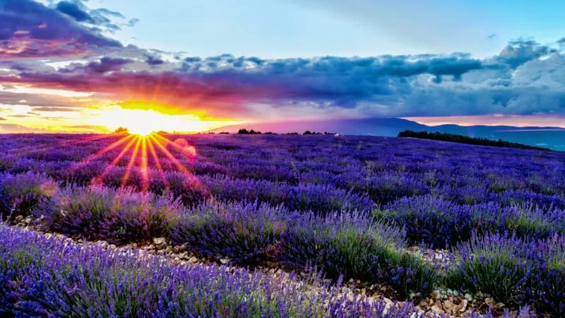 Lavender Theme Preview Image