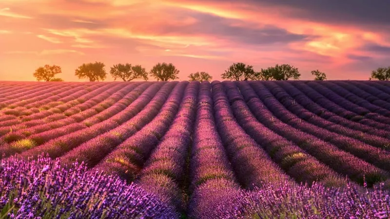 Lavender Theme Preview Image