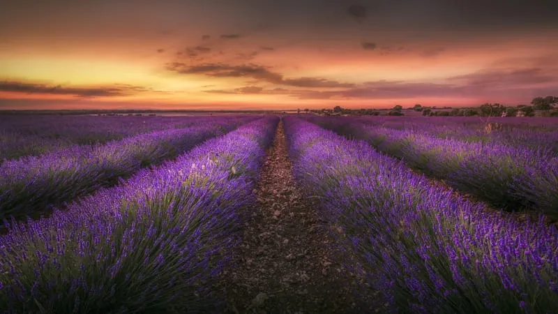 Lavender Theme Preview Image