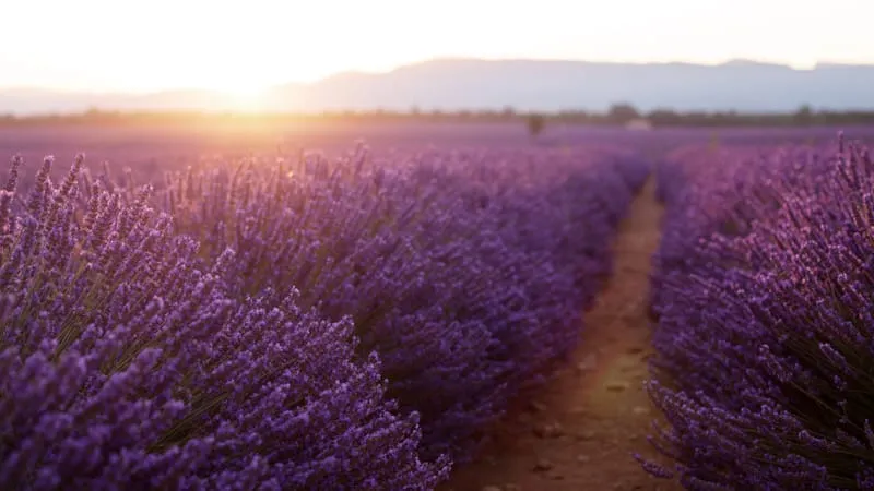 Lavender Theme Preview Image