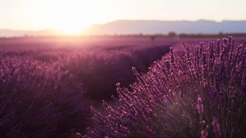 Lavender Theme Preview Image