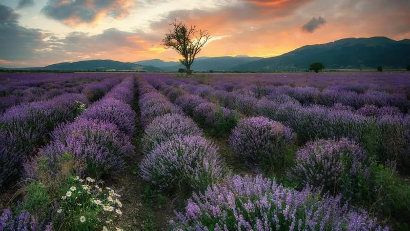 Lavender Theme Preview Image