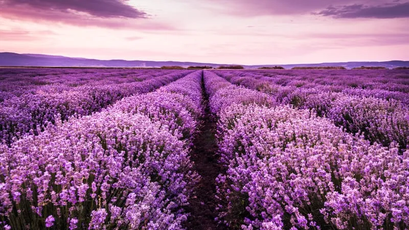Lavender Theme Preview Image