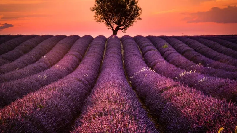 Lavender Theme Preview Image