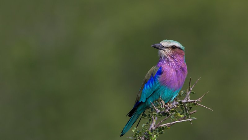 Lilac Breasted Roller Theme Preview Image