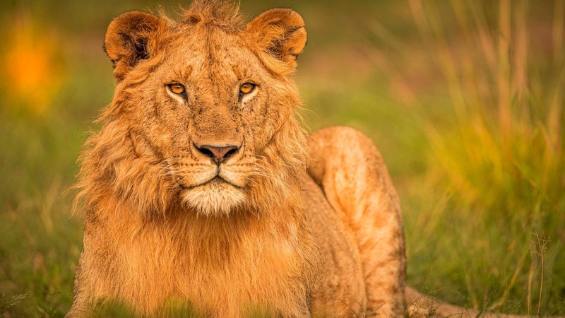 Lion Theme Preview Image