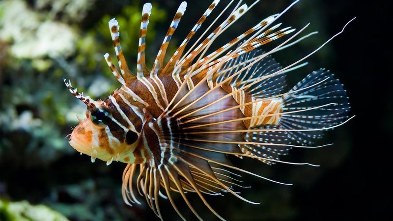 Lionfish Theme Preview Image