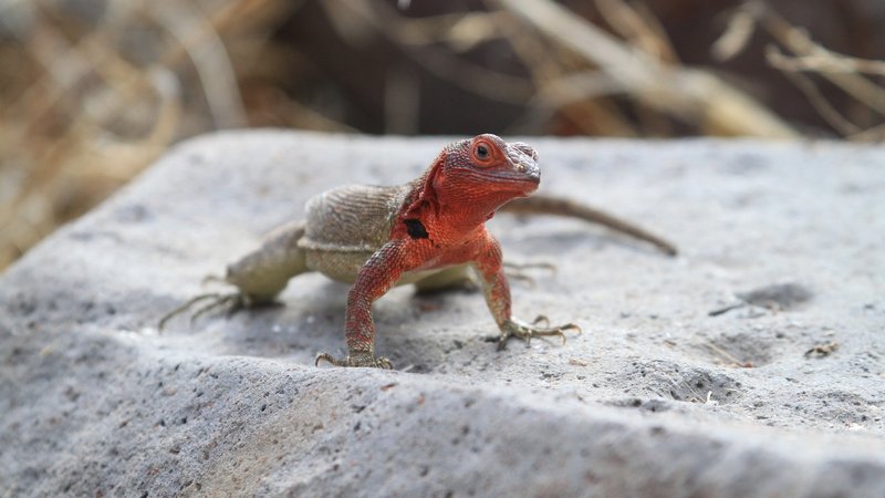 Lizard Theme Preview Image