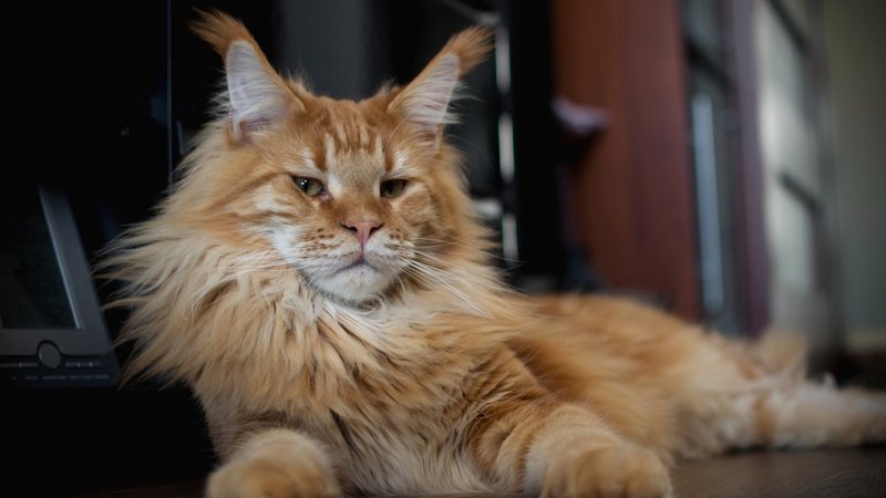 Maine Coon Cat Theme Preview Image