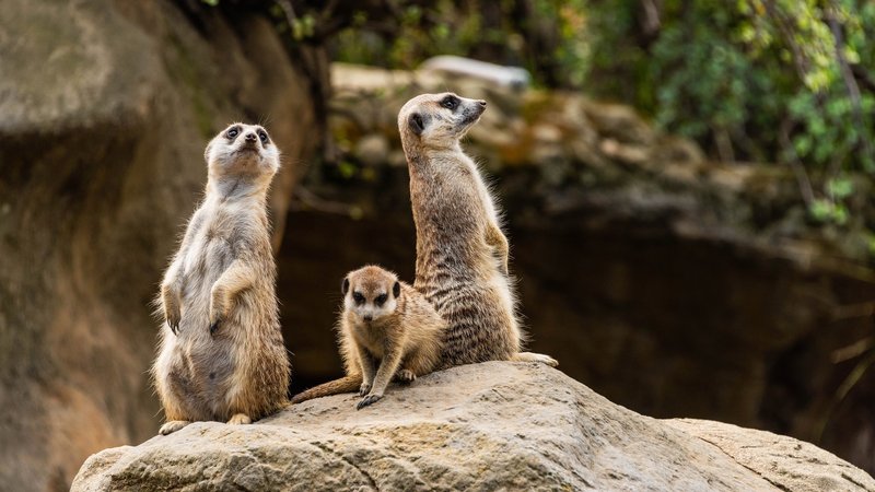 Meerkat Theme Preview Image