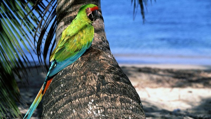 Military Macaw Theme Preview Image