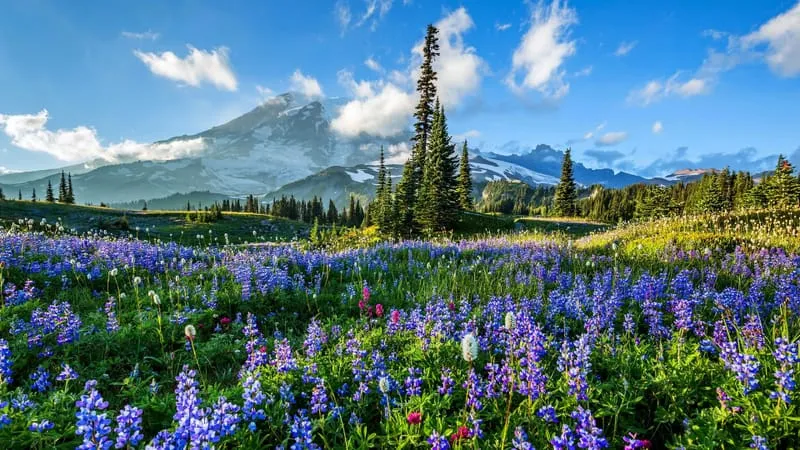 Mount Rainier Theme Preview Image