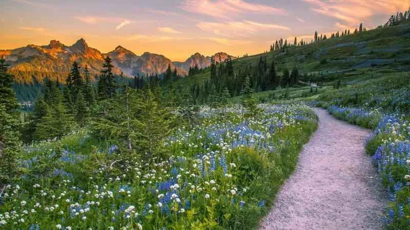 Mount Rainier Theme Preview Image