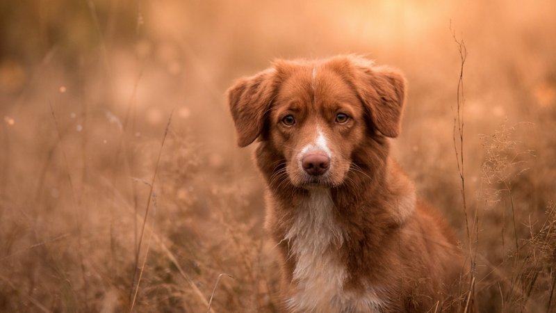 Nova Scotia Duck Tolling Retriever Theme Preview Image