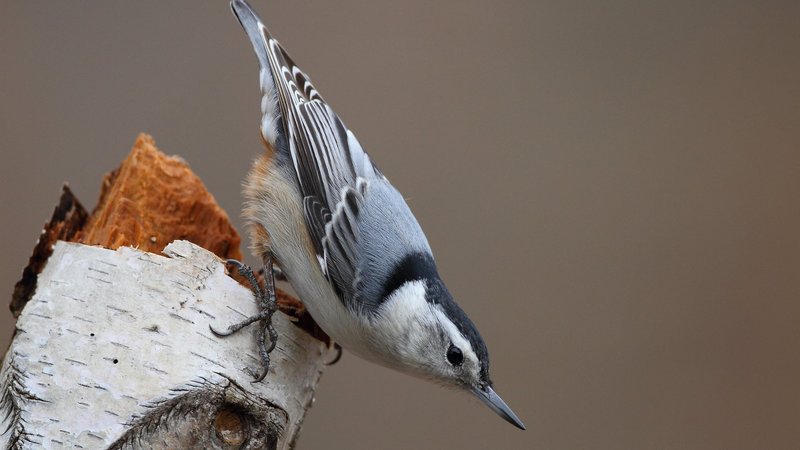 Nuthatch Theme Preview Image