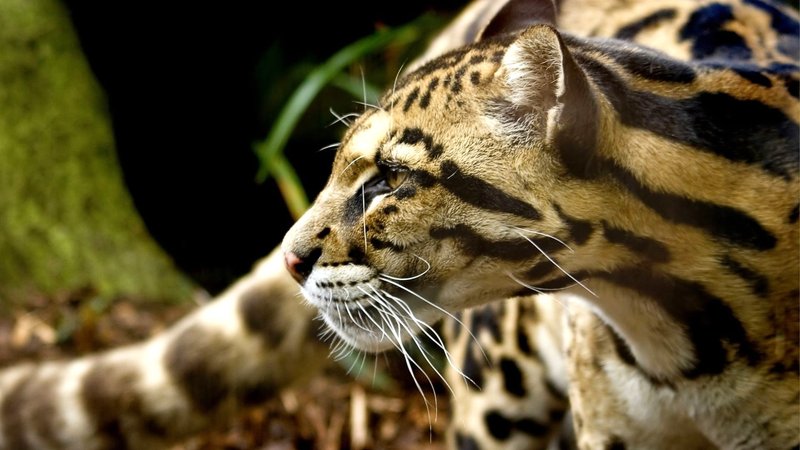 Ocelot Theme Preview Image