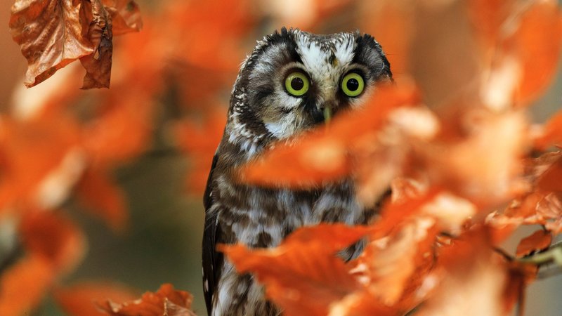 Owl Theme Preview Image