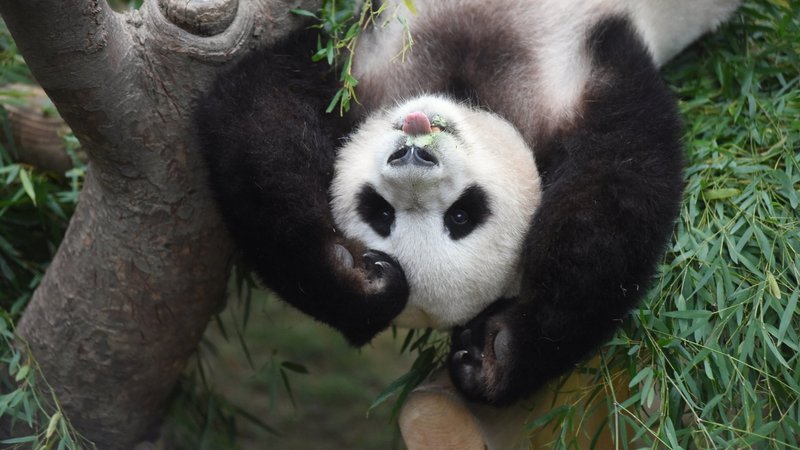 Panda Theme Preview Image