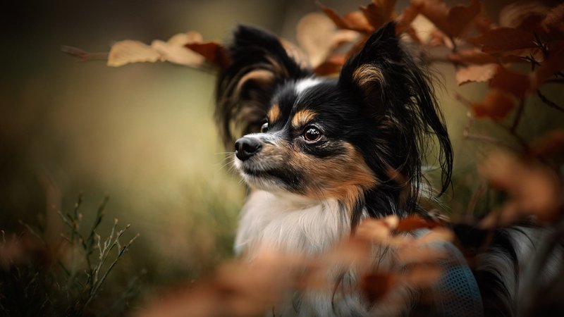 Papillon Theme Preview Image