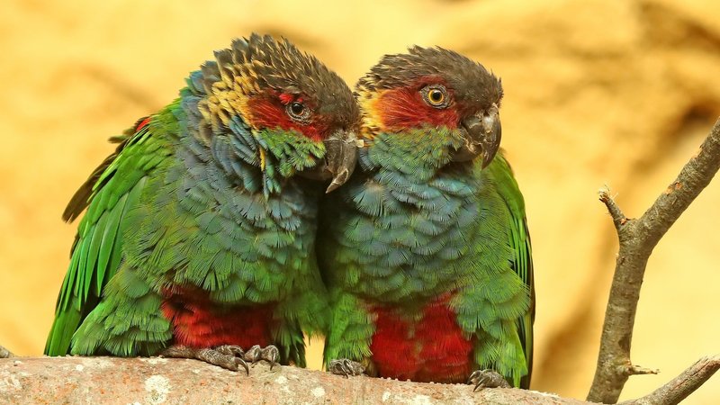 Parrot Theme Preview Image