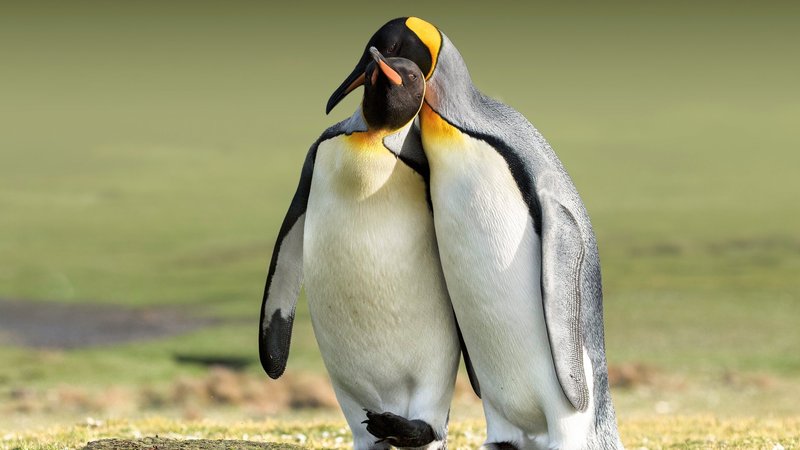 Penguin Theme Preview Image