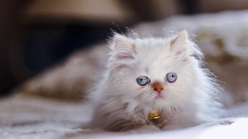 Persian Cat Theme Preview Image